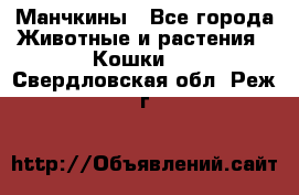 Манчкины - Все города Животные и растения » Кошки   . Свердловская обл.,Реж г.